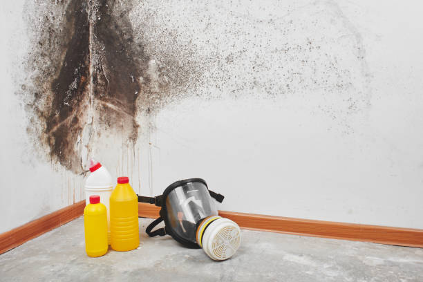 Best Certified Mold Removal  in Salem, OH