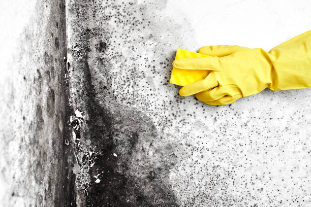 Best Toxic Mold Removal  in Salem, OH