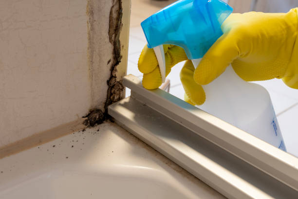 Home Mold Removal in Salem, OH