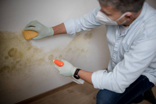Best Commercial Mold Removal  in Salem, OH