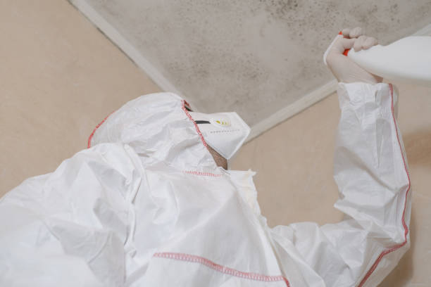 Best Attic Mold Removal  in Salem, OH