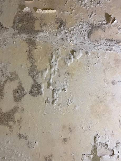 Best Professional Mold Removal  in Salem, OH