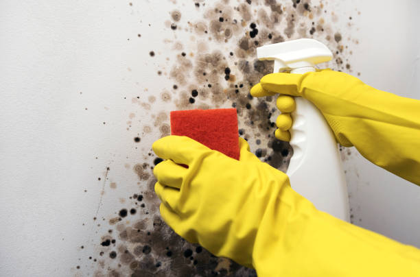 Mold Removal and Inspection in Salem, OH