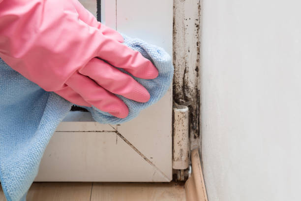 Best Fast Mold Removal  in Salem, OH