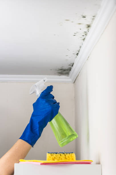 Best Mold Removal Company Near Me  in Salem, OH