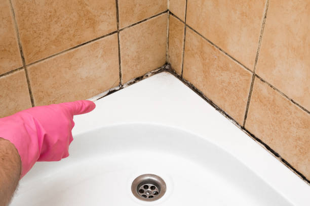 Best Best Mold Removal Companies  in Salem, OH